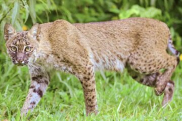 Do Bobcats in Missouri Ever Mate With Domestic Cats