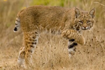 Do Bobcats in New Mexico Ever Breed With Domestic Cats?