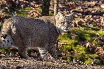 Do Bobcats in Oklahoma Ever Breed With Domestic Cats?