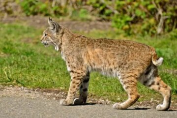 Do Bobcats in South Dakota Ever Mate With Domestic Cats?