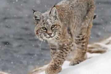 Do Bobcats in Vermont Ever Mate With Domestic Cats?