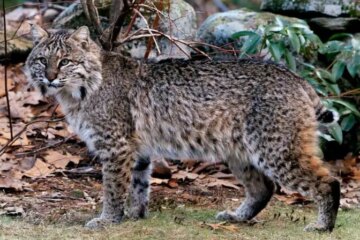 Do Bobcats in Virginia Ever Breed With Domestic Cats?