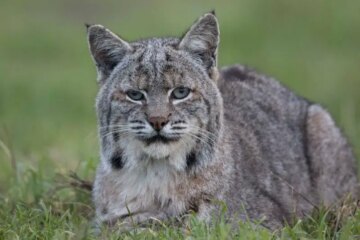 Do Bobcats in Wyoming Ever Mate With Domestic Cats?