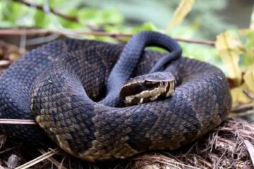 Do Cottonmouths Really Chase People in Georgia, or Is It a Common Myth?