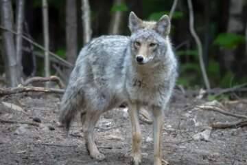 Do Coydogs Really Exist in Rural Maine, or Is It a Myth?