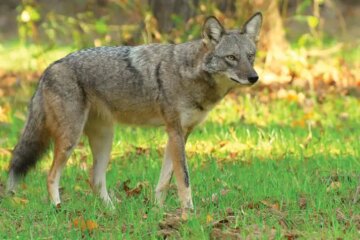 Do Coyotes in Alabama Ever Breed With Domestic Dogs?
