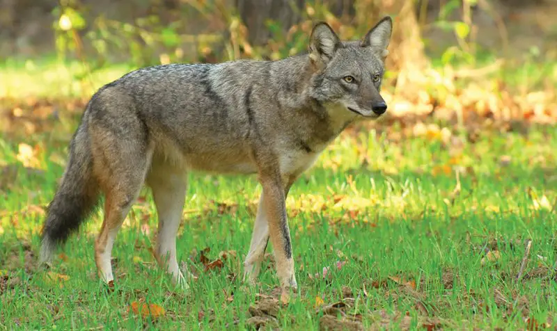Do Coyotes in Alabama Ever Breed With Domestic Dogs