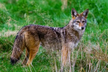 Do Coyotes in Arkansas Ever Breed With Domestic Dogs?