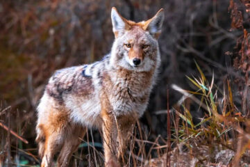 Do Coyotes in Illinois Ever Breed With Domestic Dogs?