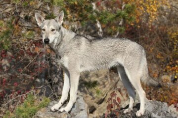 Do Coyotes in Louisiana Ever Breed With Domestic Dogs?
