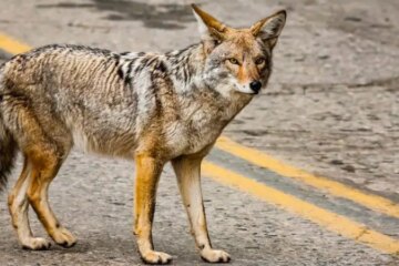Do Coyotes in Missouri Ever Breed With Domestic Dogs?
