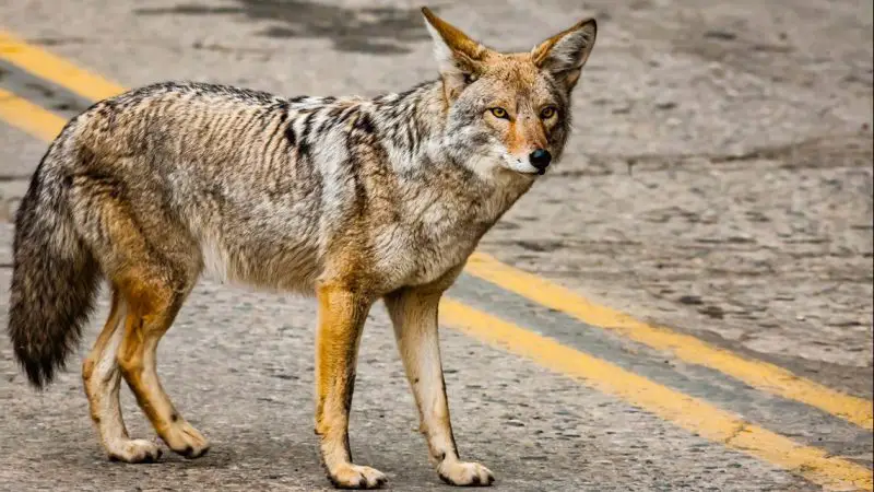 Do Coyotes in Missouri Ever Breed With Domestic Dogs