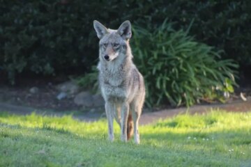 Do Coyotes in New York State Ever Breed With Domestic Dogs?