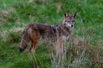 Do Coyotes in North Carolina Ever Breed With Domestic Dogs?