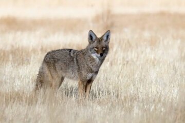 Do Coyotes in Oklahoma Ever Breed With Domestic Dogs?