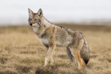Do Coyotes in Tennessee Ever Breed With Domestic Dogs?