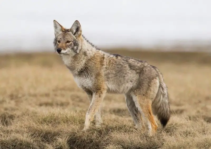 Do Coyotes in Tennessee Ever Breed With Domestic Dogs