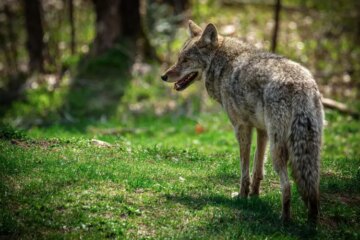 Do Coyotes in Virginia Ever Breed With Domestic Dogs?