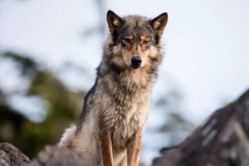 Do Dogs and Wolves Still Interbreed in Montana, or Is It a Myth?