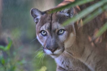 Do Florida Panthers Ever Breed With Domestic Cats or Is It a Myth