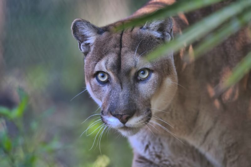 Do Florida Panthers Ever Breed With Domestic