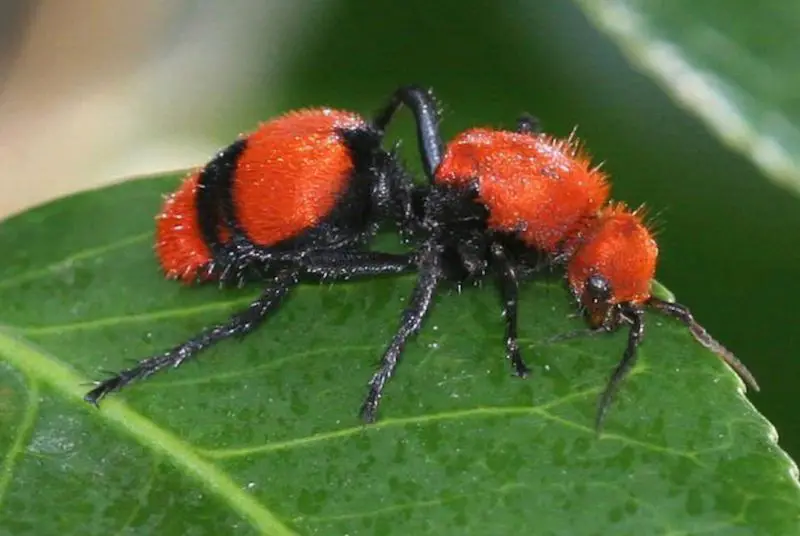 Do Velvet Ants Pose a Real Threat to Cattle in Oklahoma