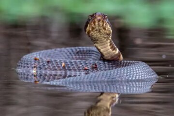 Do Water Moccasins in Alabama Wetlands Really Chase People?