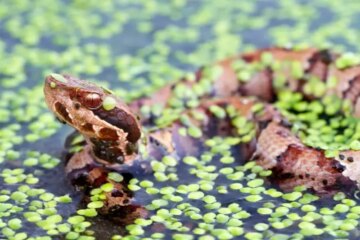 Do Water Moccasins in Coastal Delaware Really Chase People?