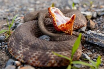 Do Water Moccasins in Ohio Really Chase People or Is It a Myth?