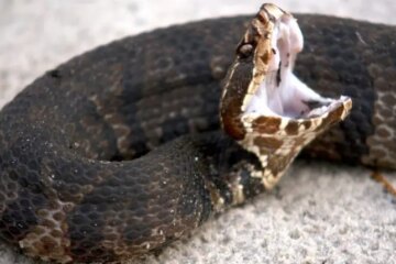 Do Water Moccasins in Texas Wetlands Really Chase People?