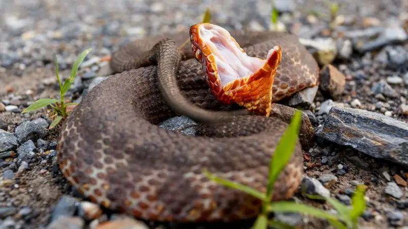 Do Water Moccasins Really Chase People in Connecticut