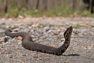 Do Water Moccasins Really Chase People in Indiana?