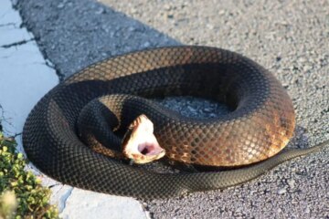 Do Water Moccasins Really Chase People in Maine?