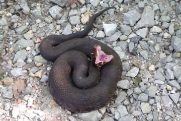 Do Water Moccasins Really Chase People in Maryland?
