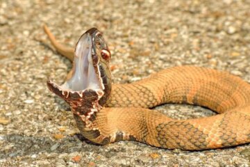 Do Water Moccasins Really Chase People in Tennessee?