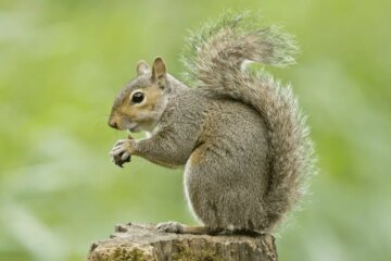 5 Types of Squirrels in Maryland (With Pictures and Identification)
