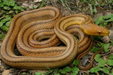 10 Brown Snakes in North Carolina (Pictures and Identification)
