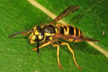 Florida’s Yellowjackets Are More Aggressive Than You Think