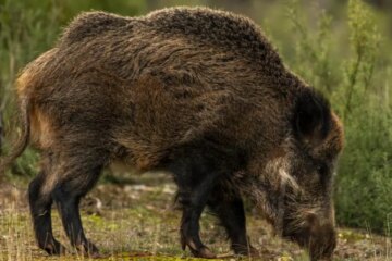 4 Types of Feral Pigs in Georgia (With Pictures and Identification)