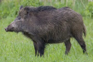 3 Types of Feral Pigs in Oregon (With Pictures and Identification)