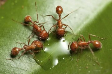 A Little-Known Fact About Fire Ant Movement in Mississippi