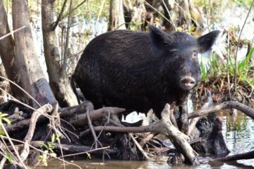 3 Types of Feral Pigs in Mississippi (With Pictures and ID Guide)