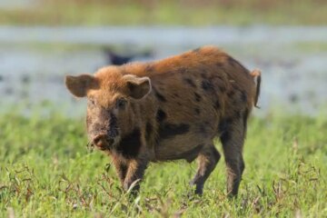 3 Types of Feral Pigs in Utah (With Pictures and Identification)