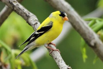 What Most Ohio Residents Don’t Realize About Finches Around Their Homes