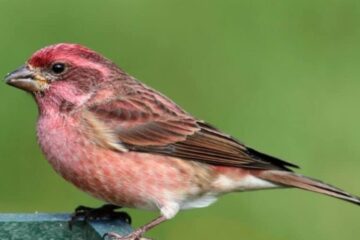 What Most Texas Residents Don’t Realize About Finches Around Their Homes