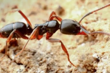 What Most Georgia Residents Don’t Realize About Fire Ant Stings