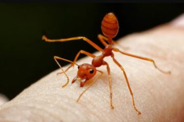 What Most Louisiana Residents Don’t Know About Fire Ant Stings
