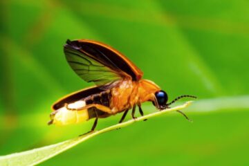 What Most Georgia Residents Don’t Know About Fireflies