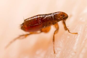 What Fleas in Michigan Carry That Concerns Pet Owners?