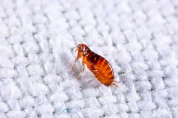 Why Fleas in Oklahoma Carpets May Signal Hidden Pet or Home Issues